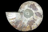 Agatized Ammonite Fossil (Half) - Crystal Chambers #103089-1